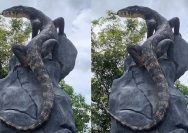 Patung Biawak Karya Seniman Wonosobo Jadi Sorotan karena Mirip Asli