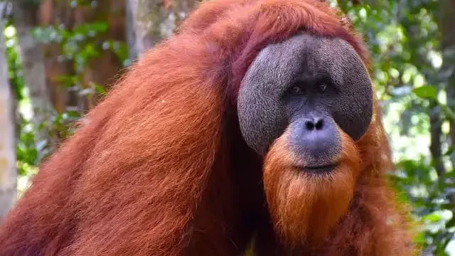 Populasi Orangutan Sumatera Anjlok Hampir 20 Persen, Hilangnya Habitat Jadi Ancaman Utama